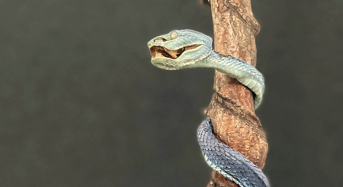 Bidt af slanger. Foto: Naturmedicinsk Museum