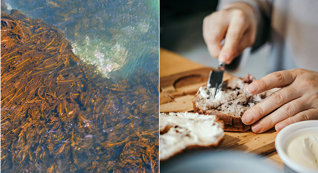 Todelt billede af tang i havet og hænder der smører en mad. Fotos: Ryan Hodnett, Wikimedia (tv.), og Insung Yoon, Unsplash (th.)