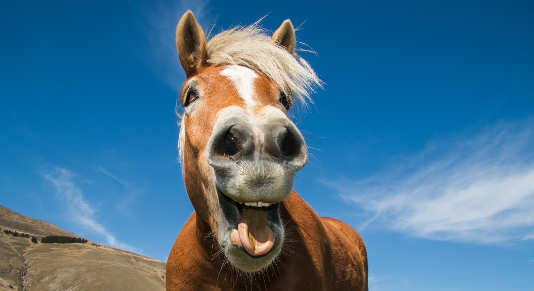 Hest der vrinsker. Foto: Getty
