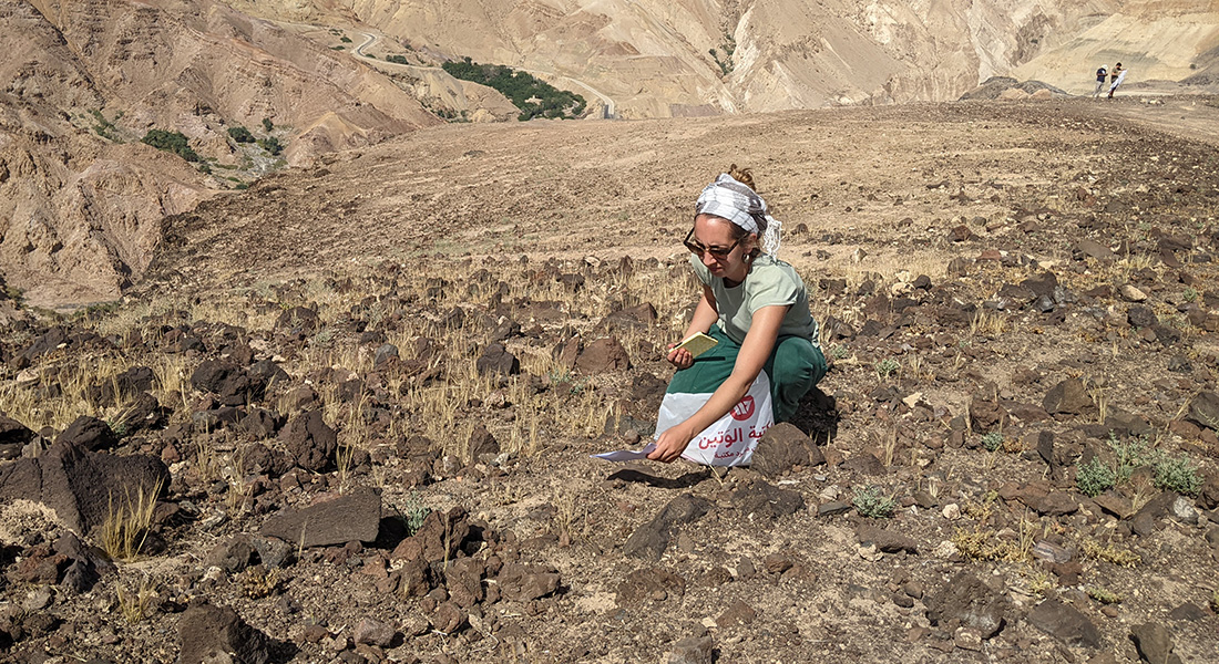 Arkæobotaniker Amaia Arranz Otaegui, medforfatter til studiet, indsamler vilde planter i Ma'in i Jordan. Foto: Joe Roe