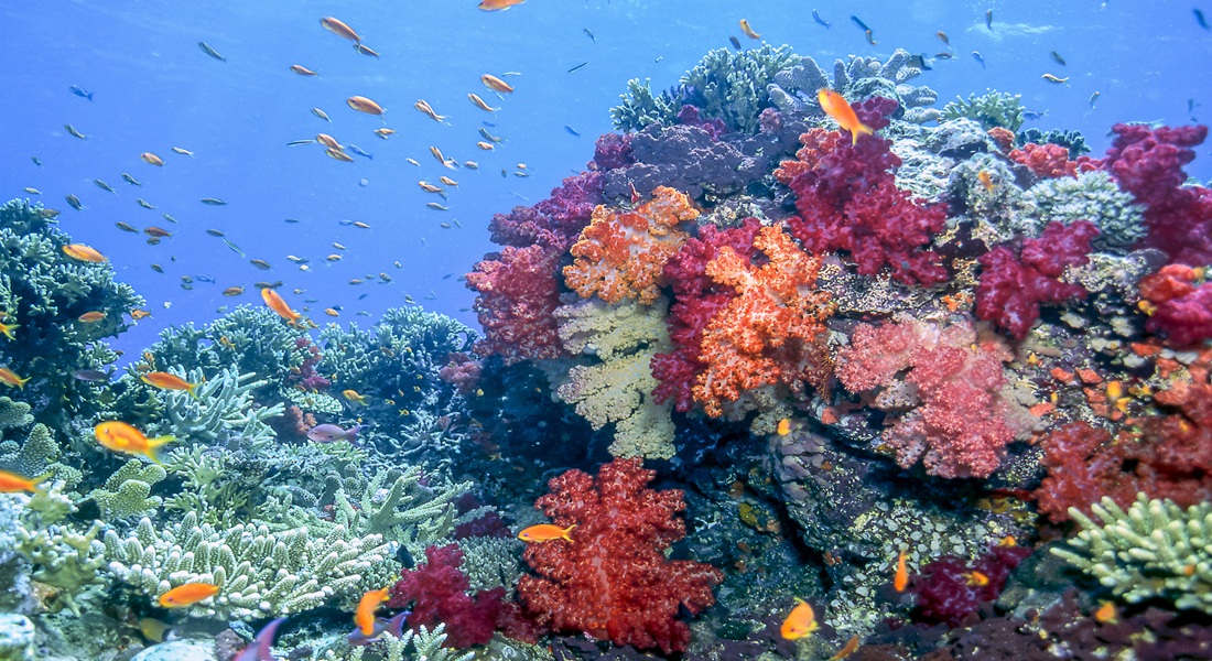 Vibrant coral reef underwater. Foto: GettyImages