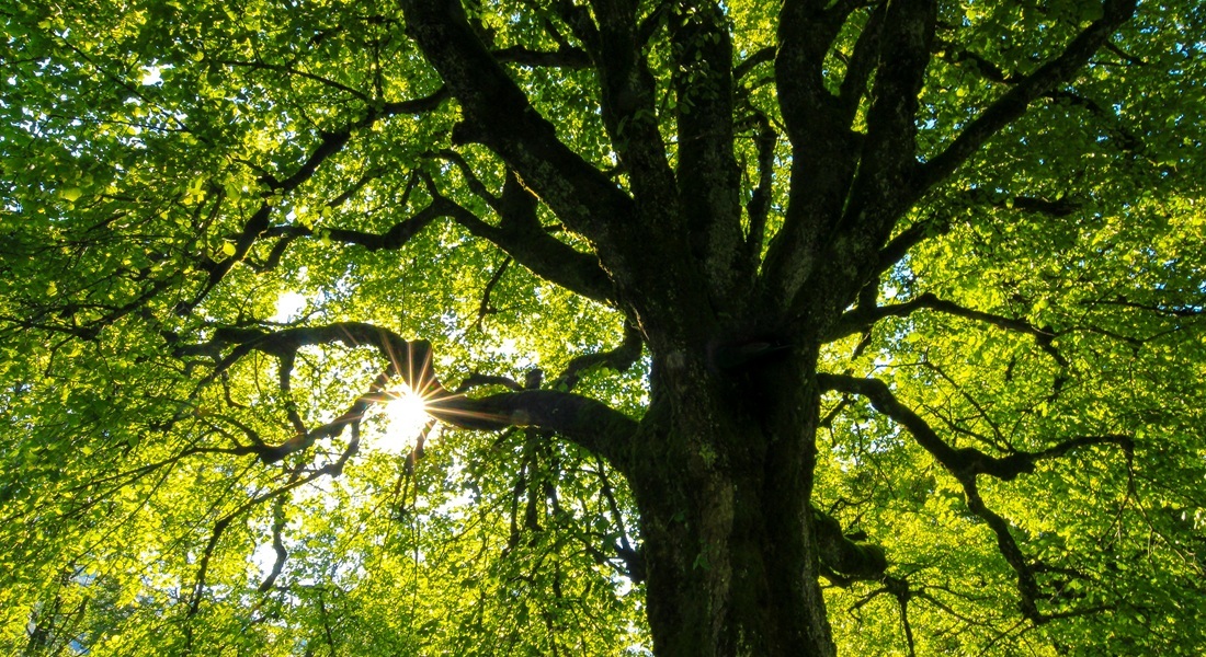 Foto: Unsplash