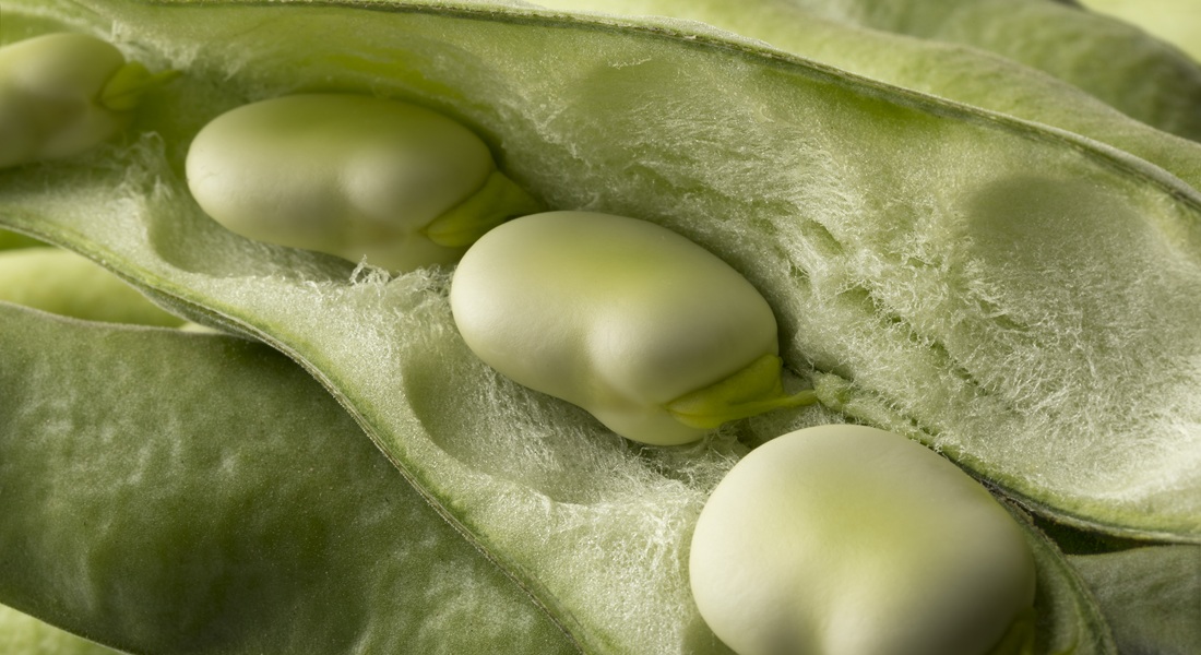 Hestebønner er en proteinrig bælgfrugt med 25 gram protein per 100 gram tørrede bønner.  Foto: GettyImages/PicturePartners