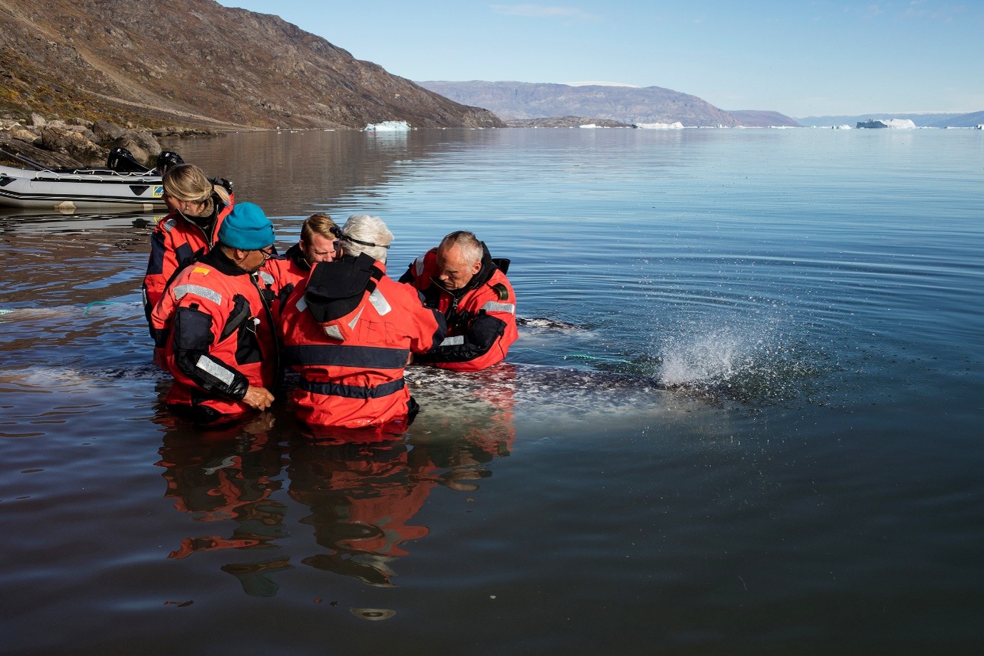 Et hold i felten, som er ved at mærke en narhval. Foto: Carsten Egevang