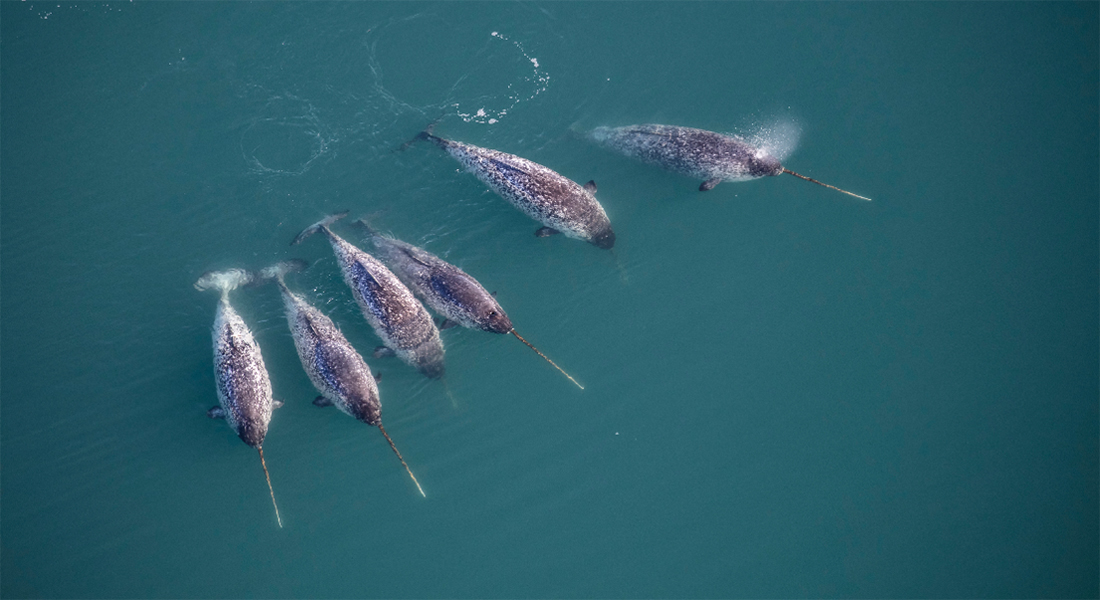 Seks narhvaler som disse blev udstyret med CTD-sensorer, som målte havets temperatur, saltholdighed og dybde. Foto: Carsten Egevang